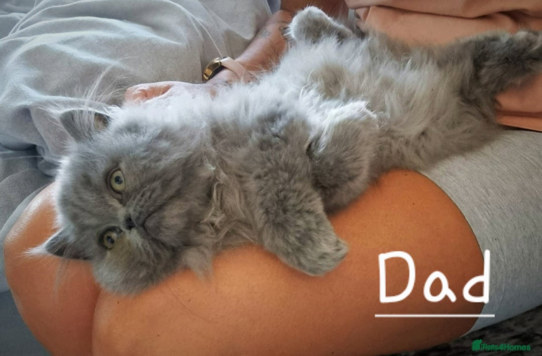 Persian cats for sale: Blue litter due in a few days time - Image 8
