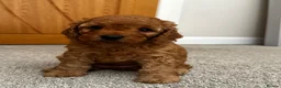 Cockapoo dogs for sale: 4 beautiful miniature F1b cockapoo puppies  in Ashford - Advert 3