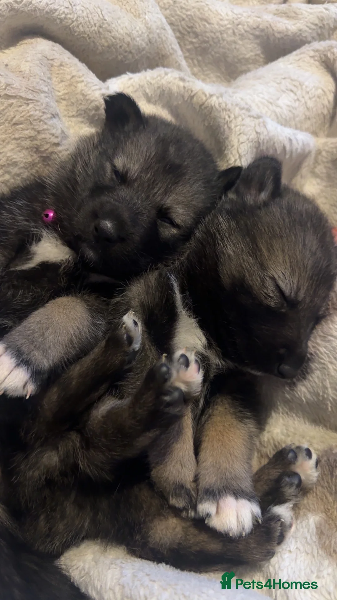 Shepsky dogs for sale: Husky cross German shepherd puppies - Advert 10