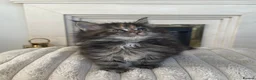 Maine Coon cats for sale: Maine coon kittens  - Advert 9