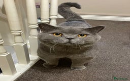 British Shorthair cats for sale: Stunning fluffy kittens  - Image 13