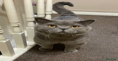 British Shorthair cats - Advert 15