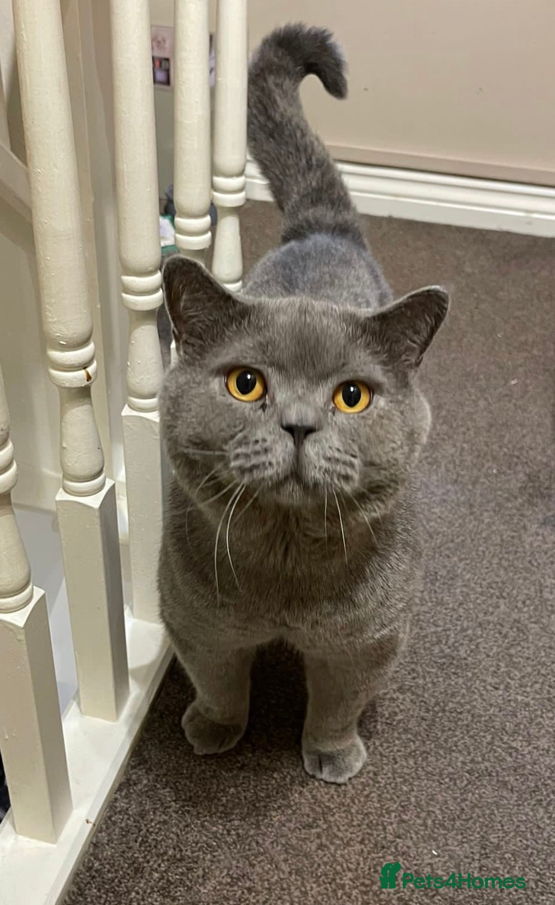 British Shorthair cats for sale: Stunning fluffy kittens  - Image 13