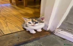 Domestic Shorthair cats for sale: Beautiful litter of kittens for sale  - Image 4
