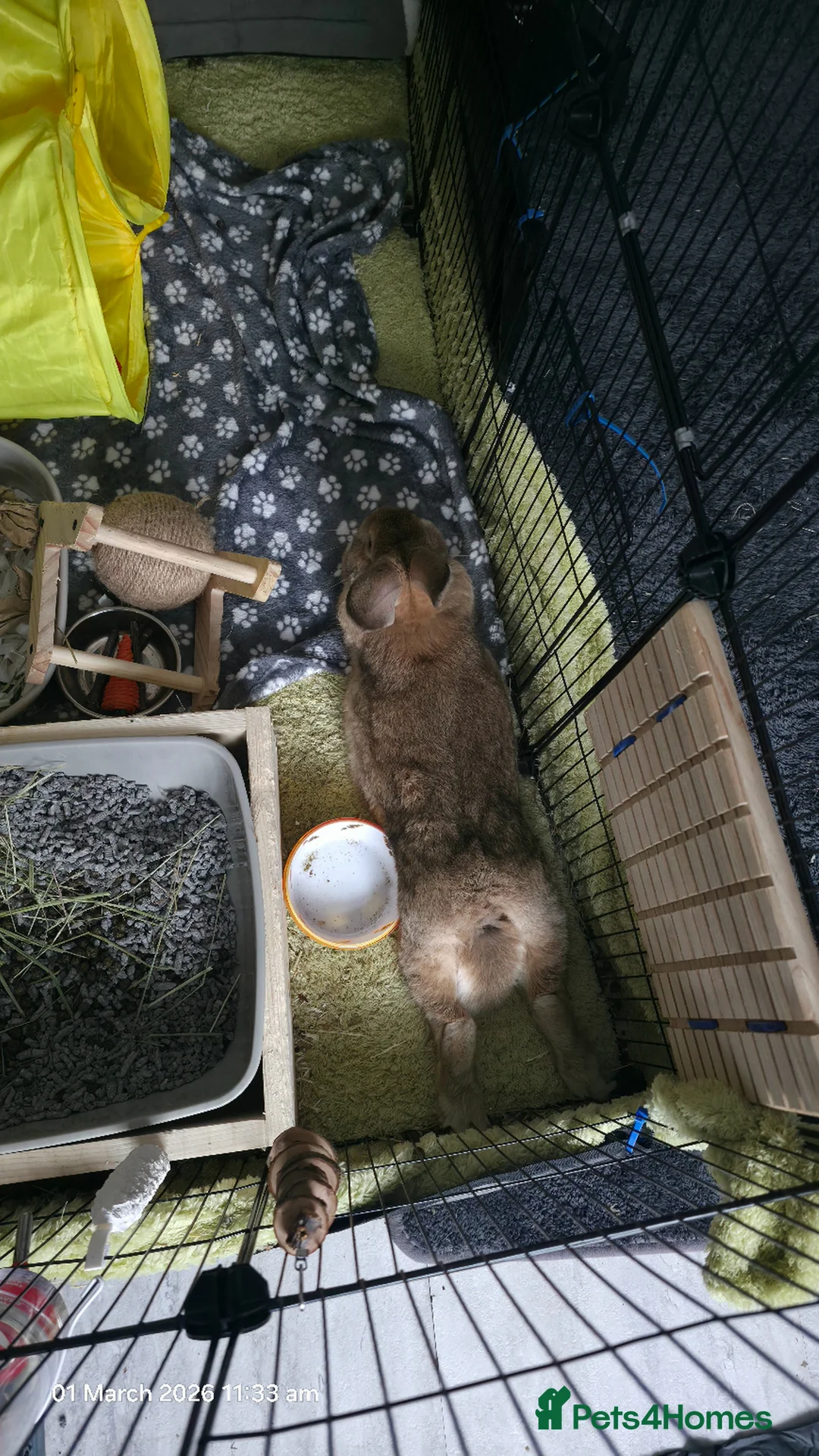 Dwarf Lop rabbits for sale: Dwarf Bunny  in London - Advert 2