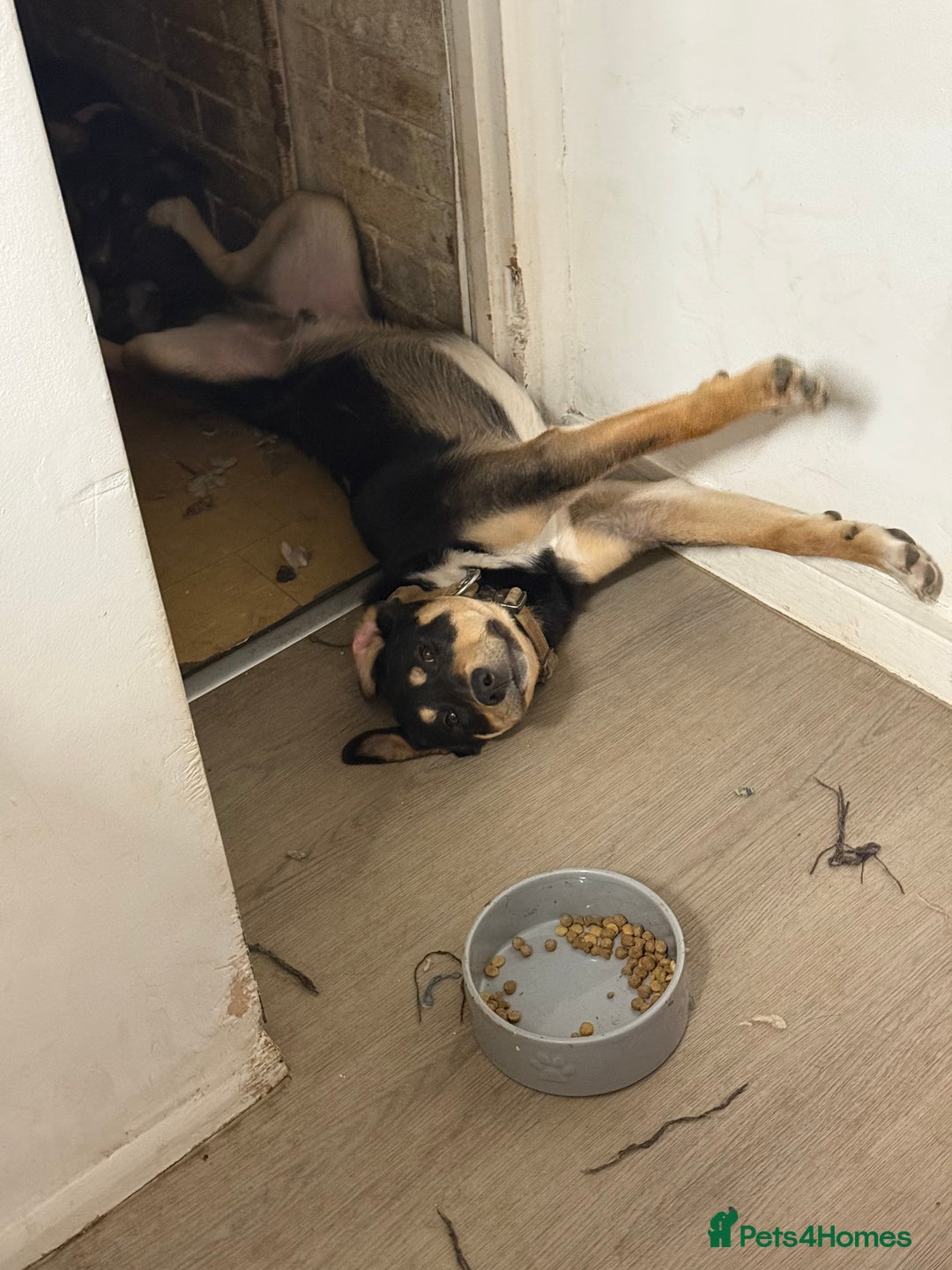 Mixed Breed dogs for sale: Our beautiful boy Koda💙 - Advert 17