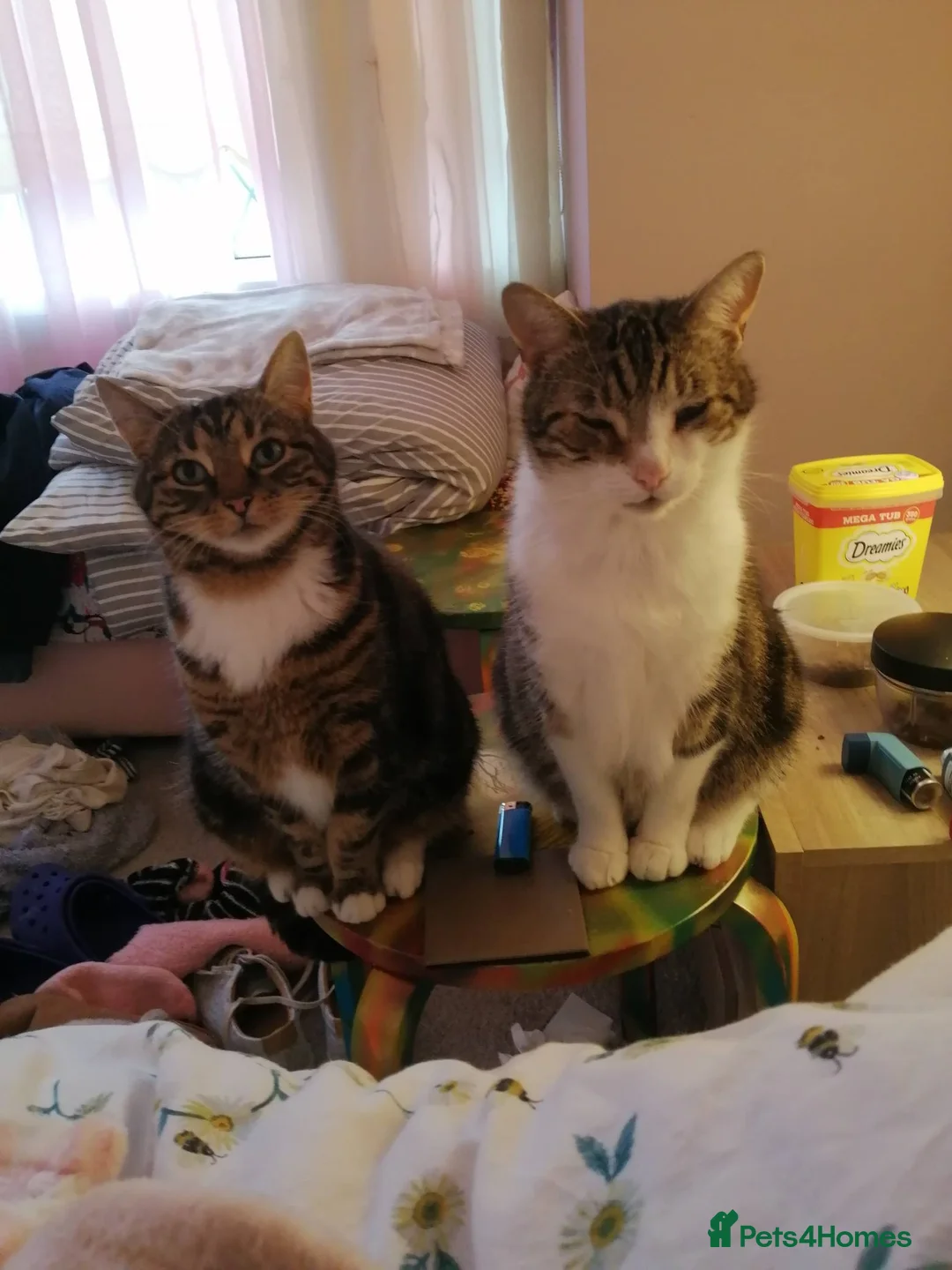 Mixed Breed cats for sale: Cats needing new home due to owner's ill health - Advert 3