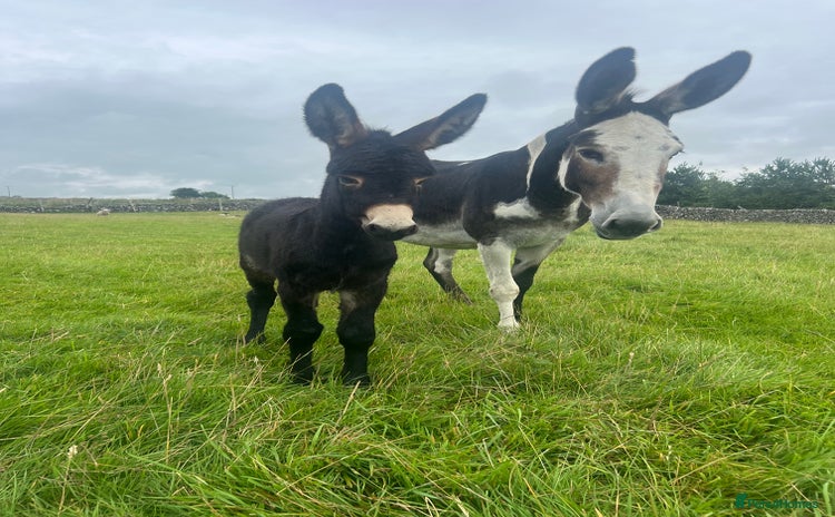 Donkey livestock - Advert 2