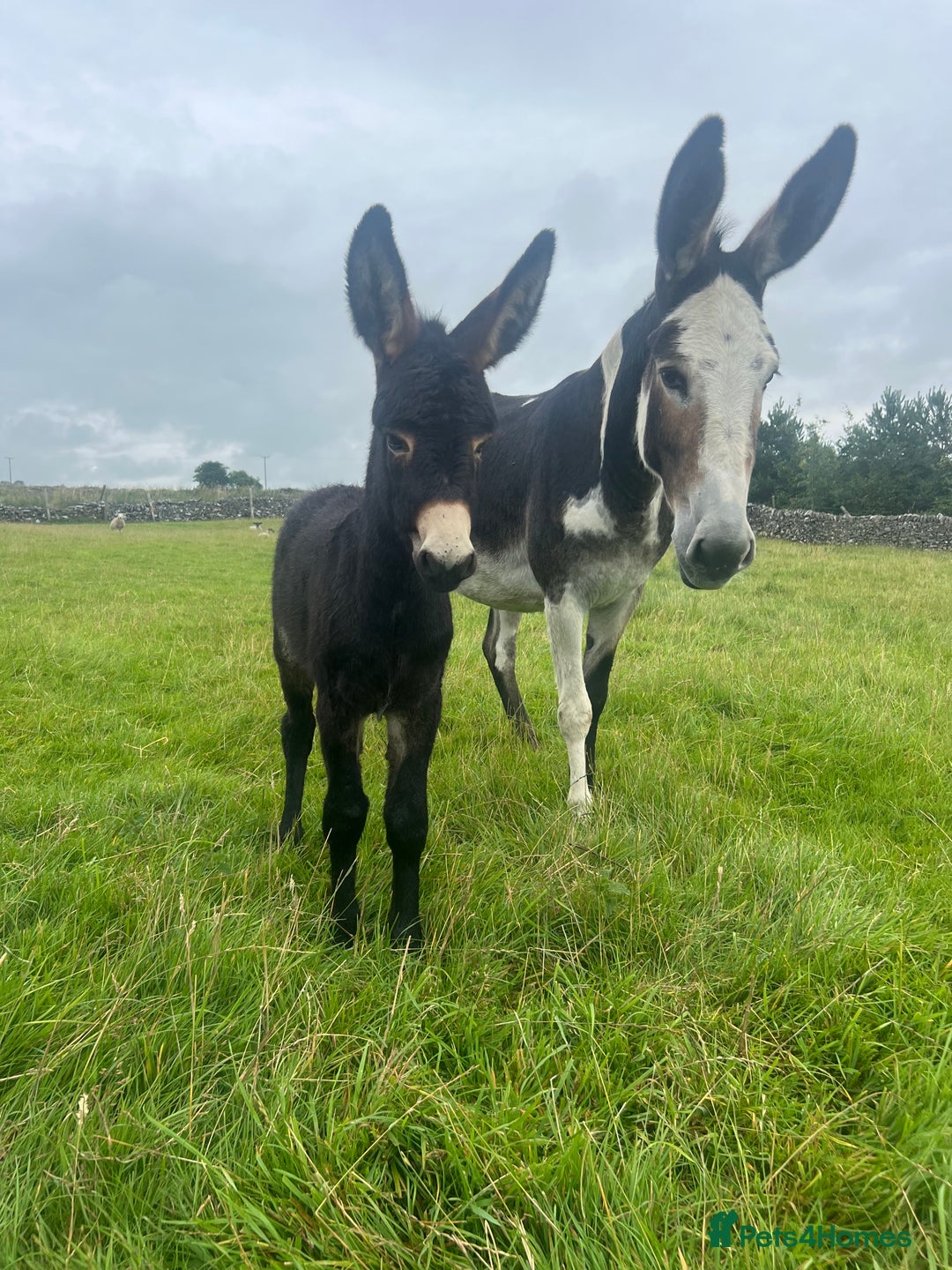 Donkey livestock for sale: Nigel the jack donkey foal  - Image 1