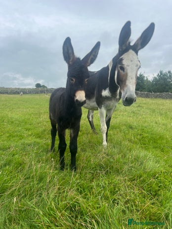 Donkey livestock - Advert 2