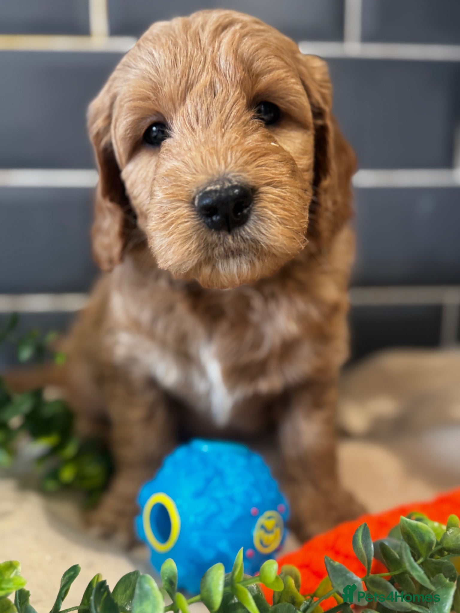 Mini Goldendoodle dogs Fantastic Miniature Goldendoodles  - Advert 1