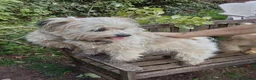 Mixed Breed dogs for sale: Three unusual maltispitz needing loving homes - Advert 4