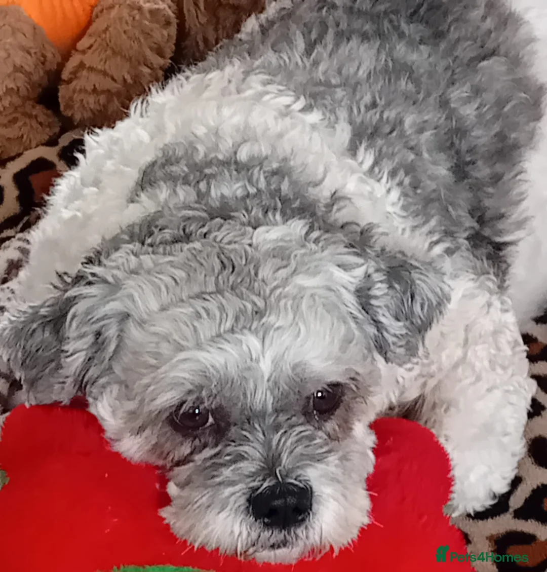 Zuchon dogs for sale: Shih tzu/Bichon Male 2 Year Old for Sale London - Advert 1