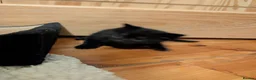Domestic Shorthair cats for sale: Lovely kittens short and longhair  - Advert 6