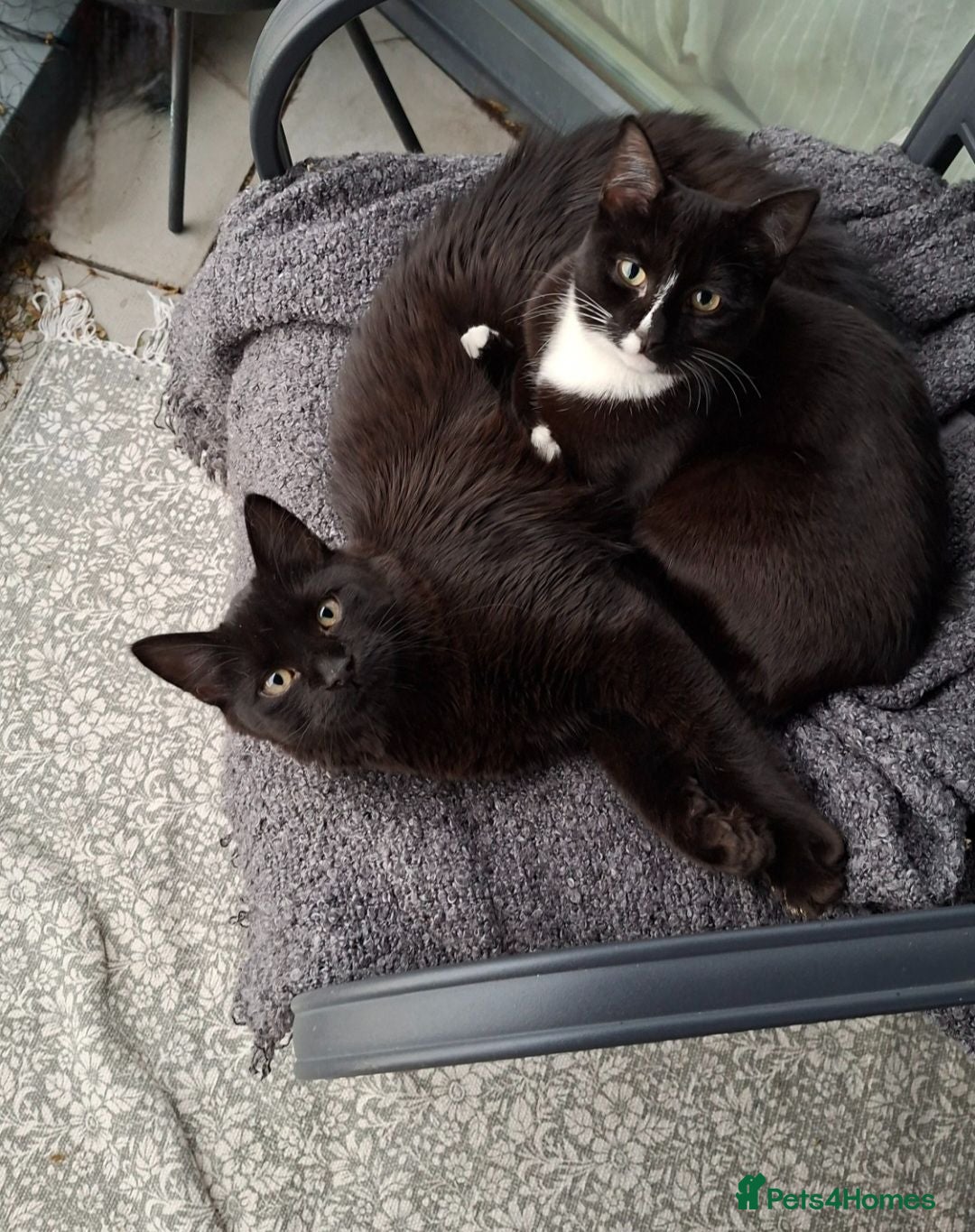Mixed Breed cats Bonded brother and sister- with supplies - Advert 1
