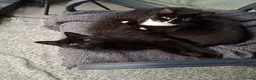 Mixed Breed cats for sale: Bonded brother and sister- with supplies - Advert 1