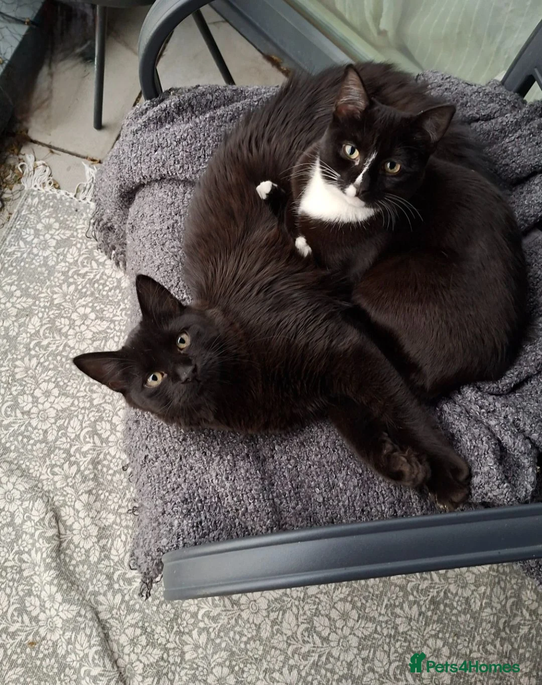 Mixed Breed cats for sale: Bonded brother and sister- with supplies - Advert 1