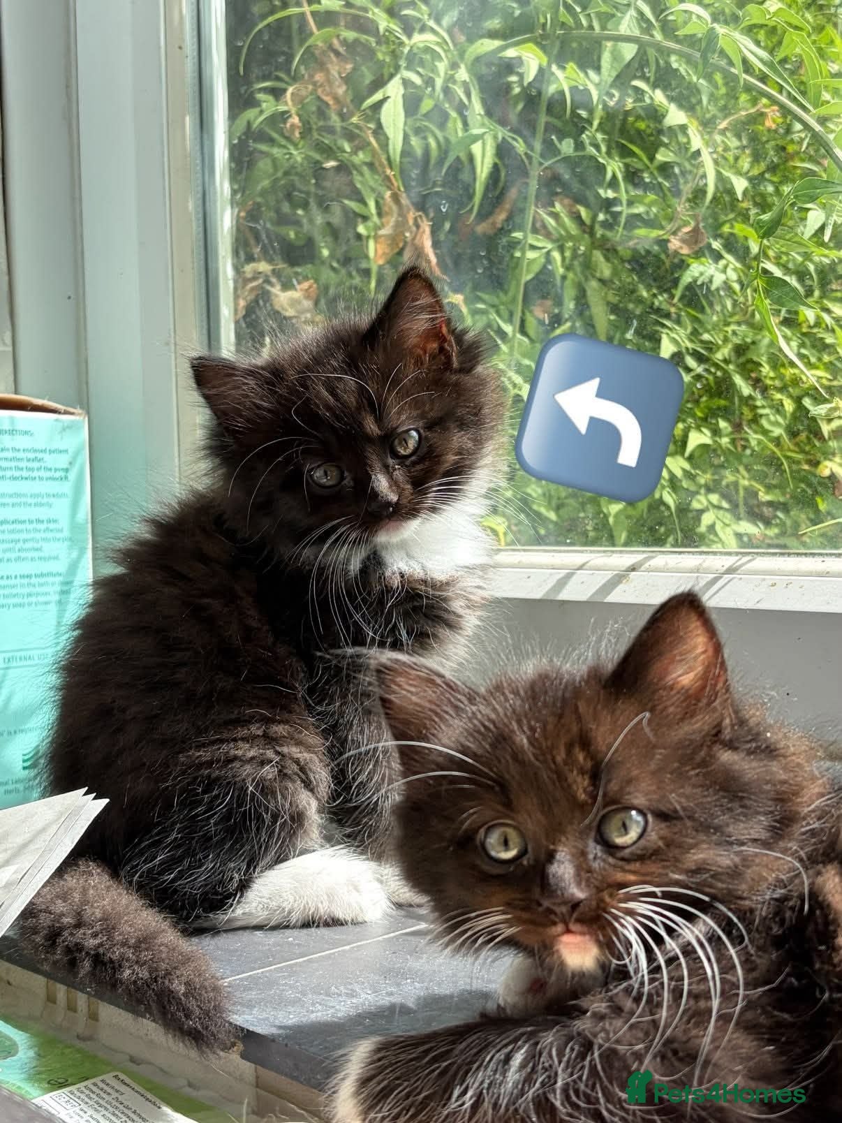 Mixed Breed cats Ragdoll cross kittens - Advert 2