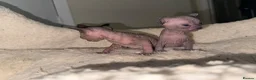 Siberian cats for sale: Siberian and sphynx - Advert 1