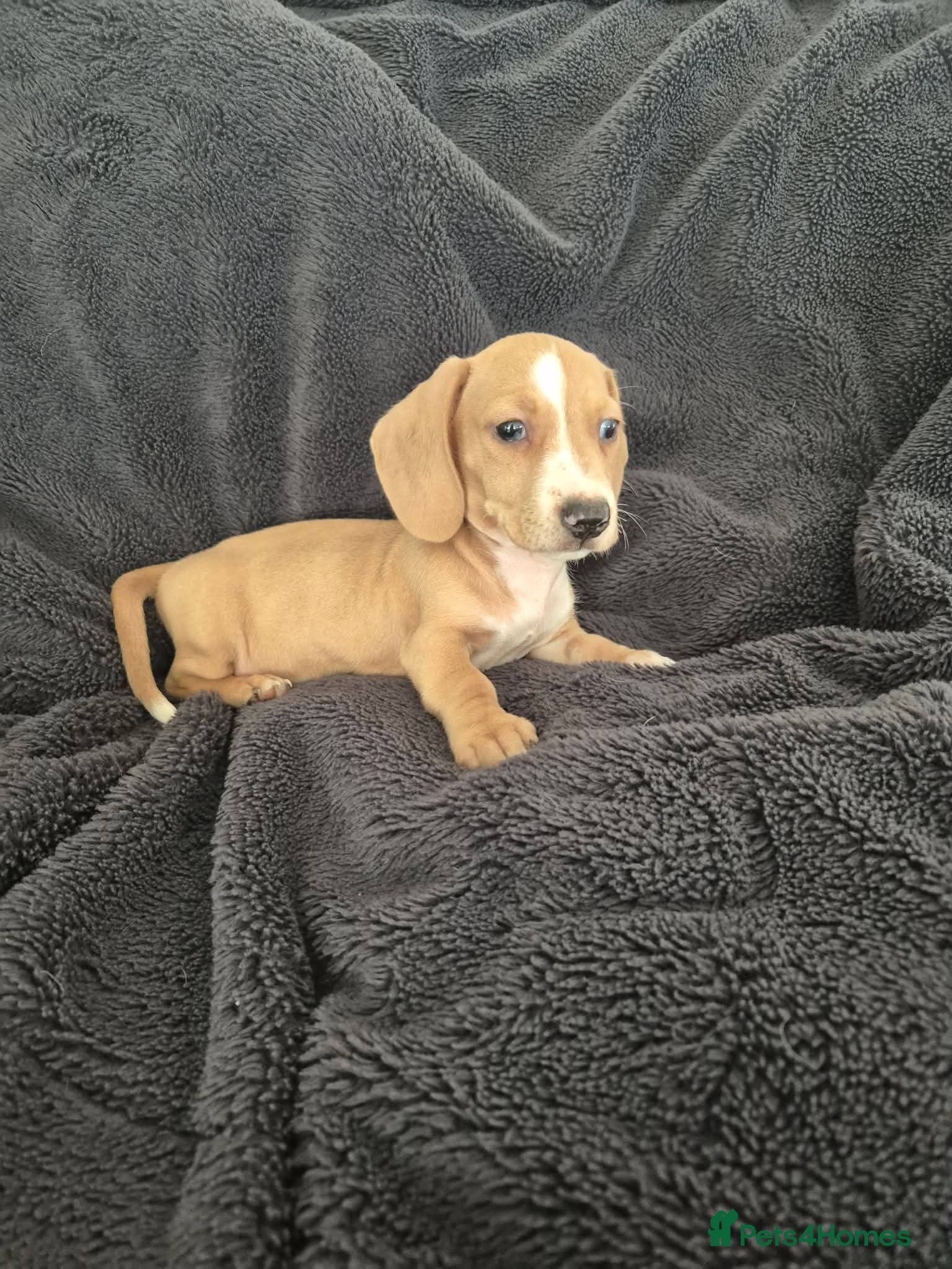 Miniature Dachshund dogs  isabella & tanned girl ready NOW - Advert 2