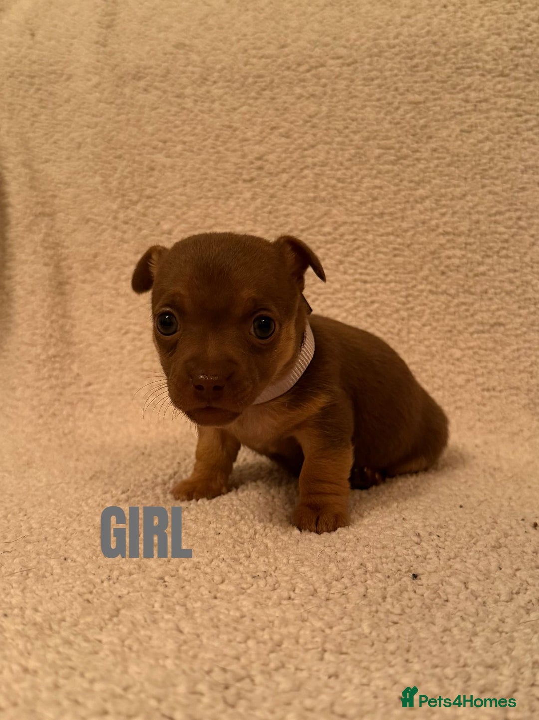 Jack Russell dogs for sale: Quality miniature Jack Russell puppies  - Image 4