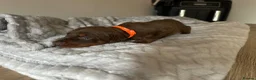 Dobermann dogs for sale: ISABELLA & TAN KC REGISTERED DOBERMAN PUPPIES - Advert 24