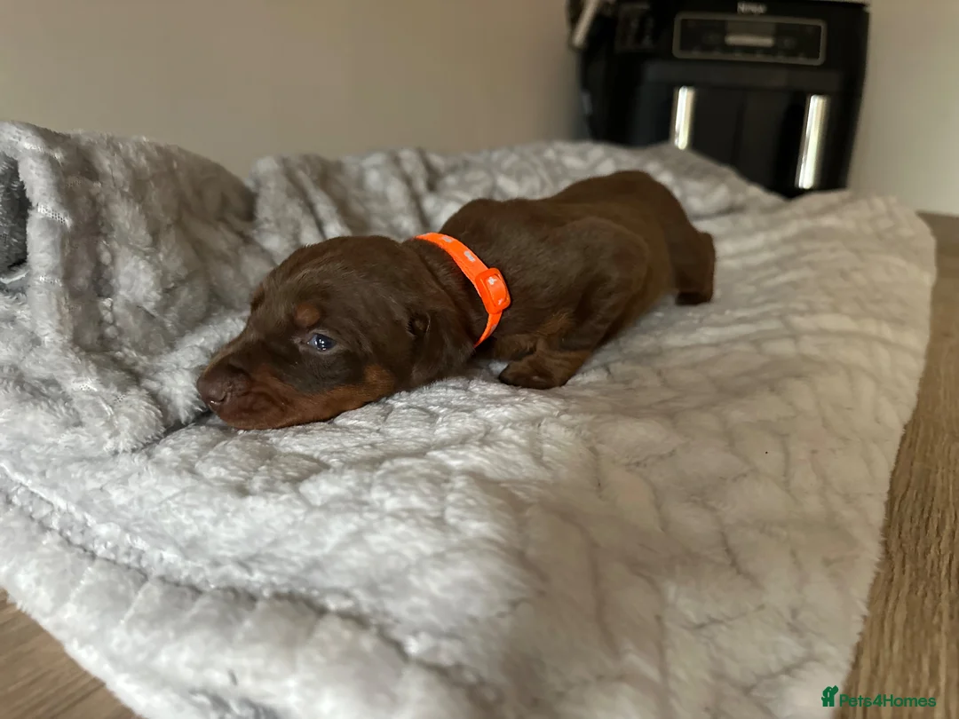 Dobermann dogs for sale: ISABELLA & TAN KC REGISTERED DOBERMAN PUPPIES - Advert 24