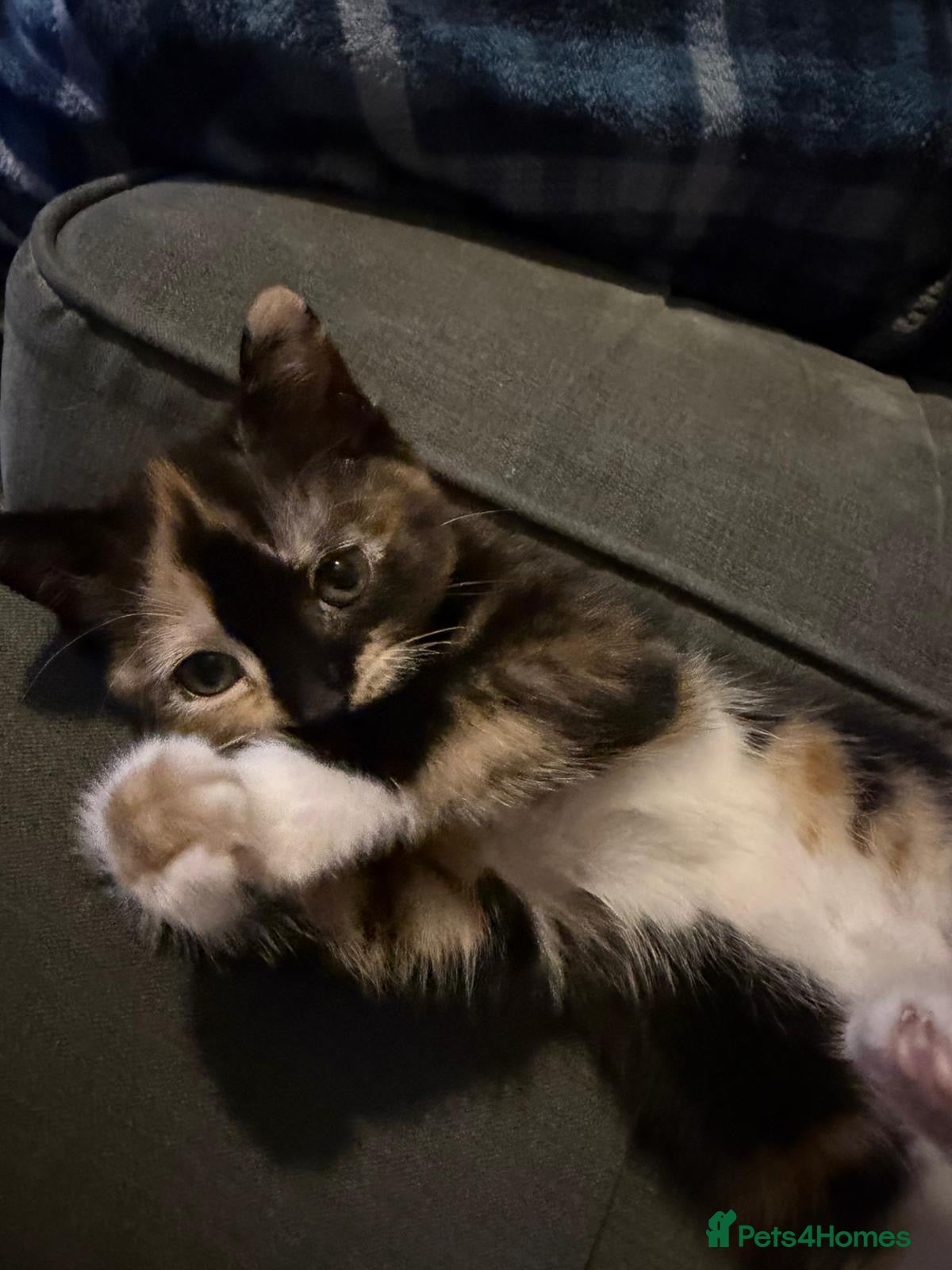 Mixed Breed cats Female kitten  - Advert 2