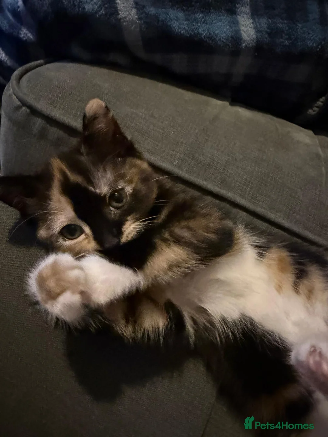 Mixed Breed cats for sale: Female kitten  - Advert 1