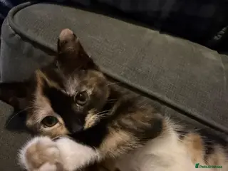 Mixed Breed cats Female kitten - Advert 12