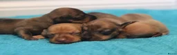 Miniature Dachshund dogs for sale: 4 Miniature Dachshund Pups Red Dapple - Shaded Red - Advert 8