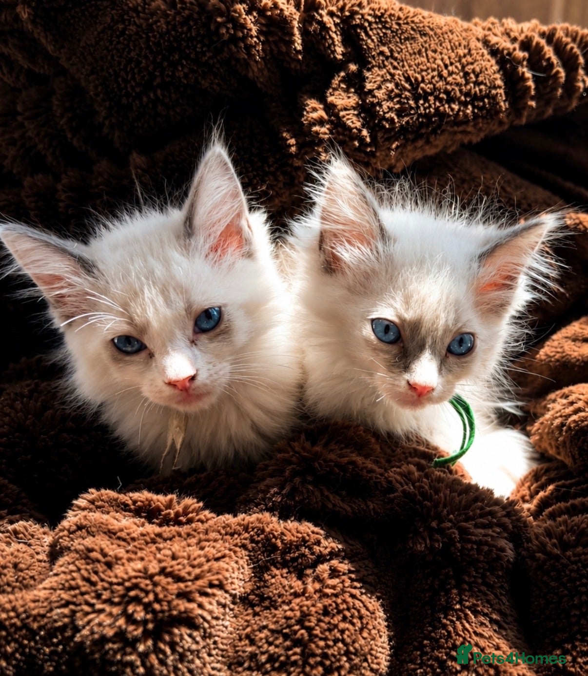 Ragdoll cats ⭐️Two beautiful female ragdoll kittens for sale⭐️ - Advert 16
