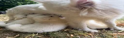 Samoyed dogs for sale:     Adorable Samoyed Puppies Looking for 5★ Homes - Advert 8
