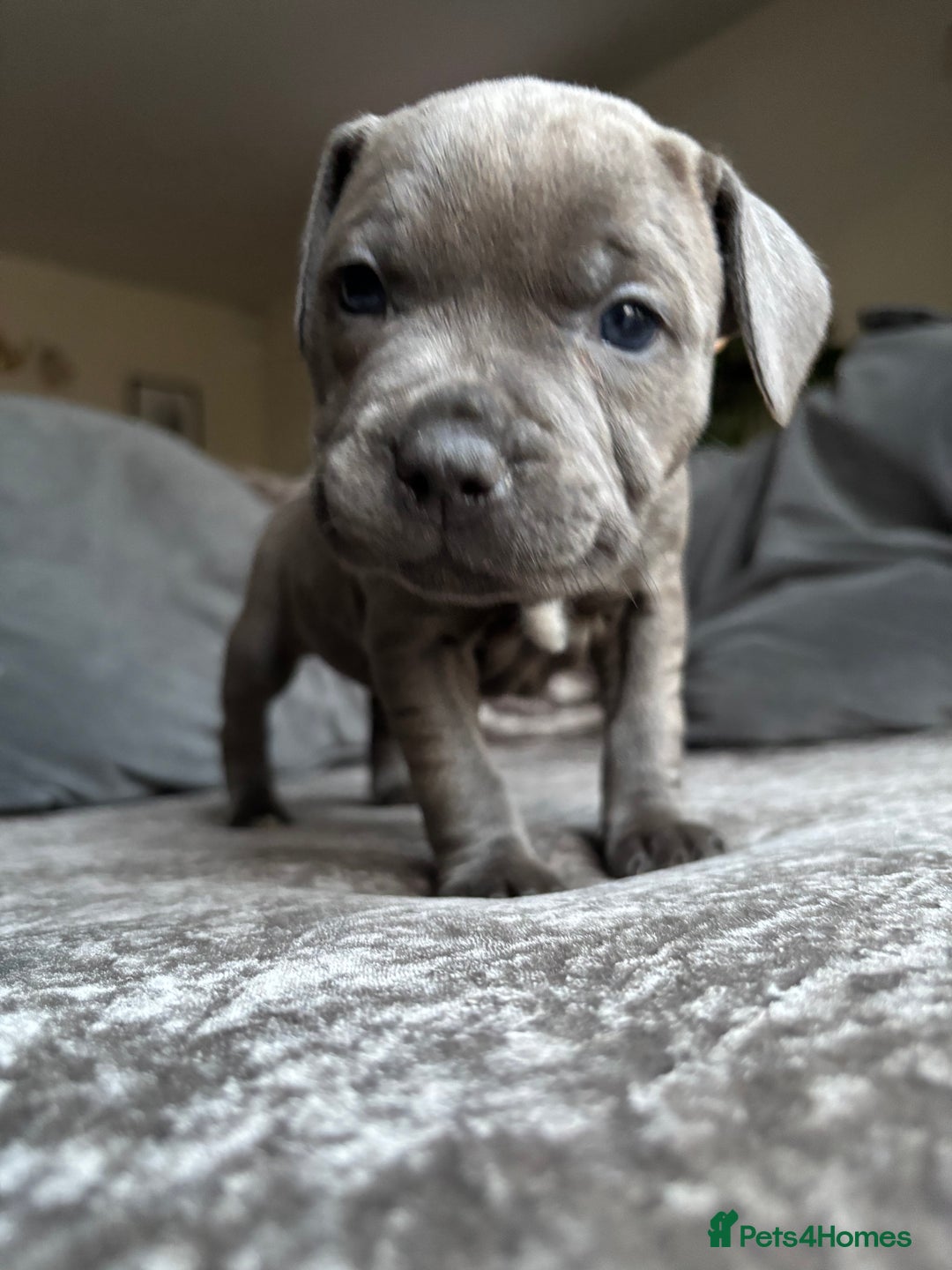 Staffordshire Bull Terrier dogs for sale: Quality Blue Health Tested  - Advert 11