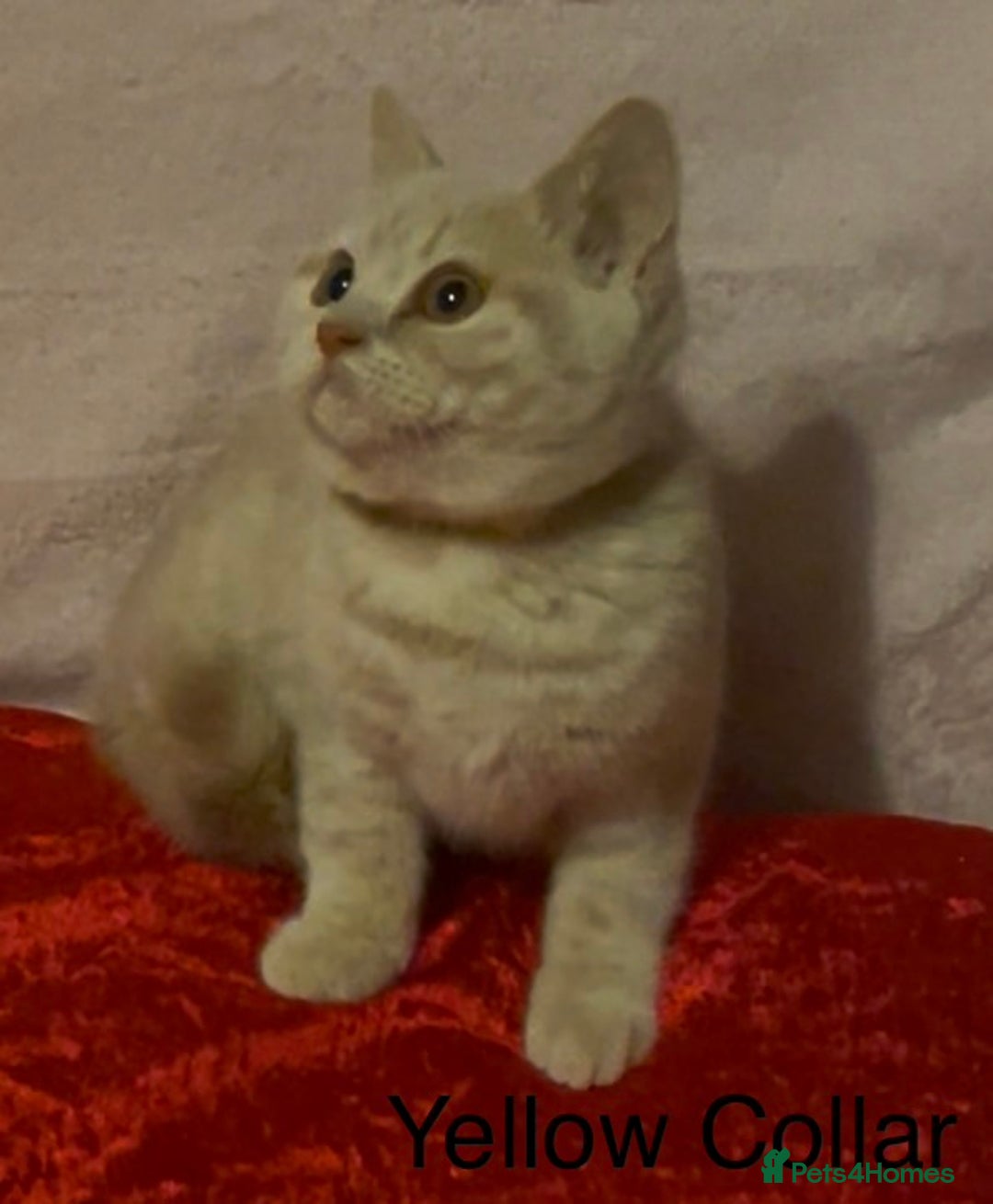 British Shorthair cats for sale: Gorgeous, Playful, Friendly Cream BSH Girl Kittens - Advert 6