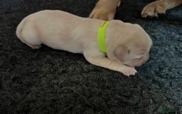 Labrador Retriever dogs for sale: Labrador puppies in Shaftesbury - Image 15