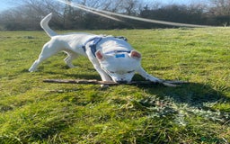 Mixed Breed dogs for sale: Re homing of our beloved dog - Image 4