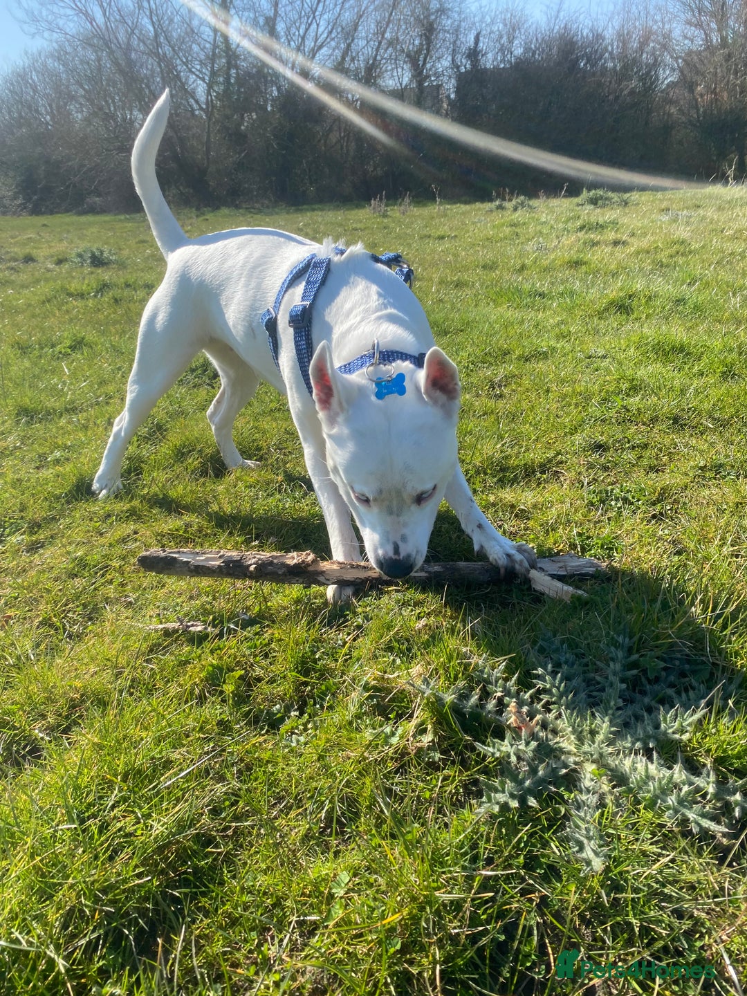 Mixed Breed dogs for sale: Re homing of our beloved dog - Image 4