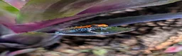 Frog reptiles for sale: Breeding pair - Ranitomeya reticulata "red face"  in Stafford - Advert 1