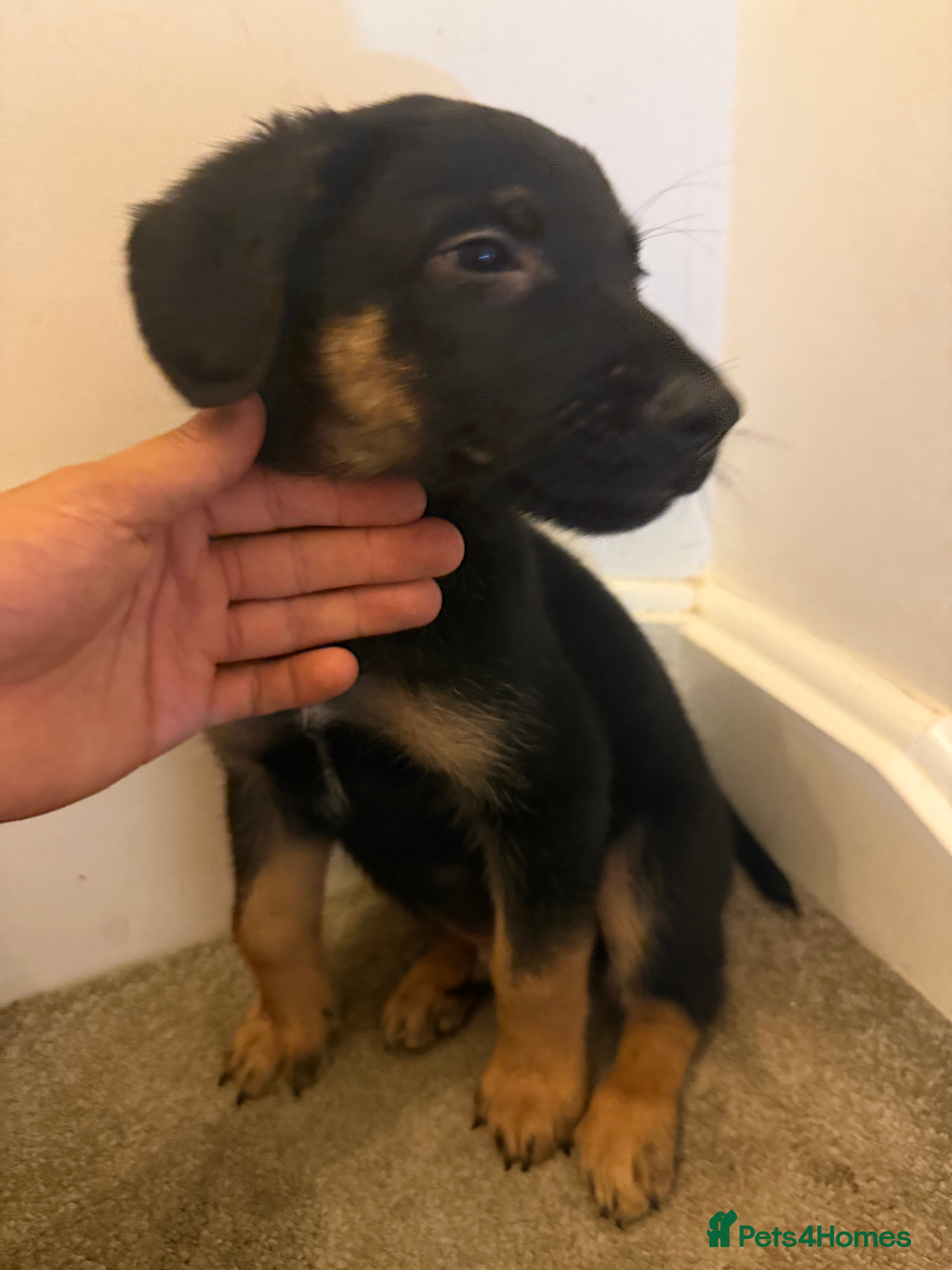 Mixed Breed dogs Puppies German Shepherd x Saluko x Dutch Harder - Advert 2