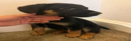 Mixed Breed dogs for sale: Puppies German Shepherd x Saluko x Dutch Harder - Advert 2
