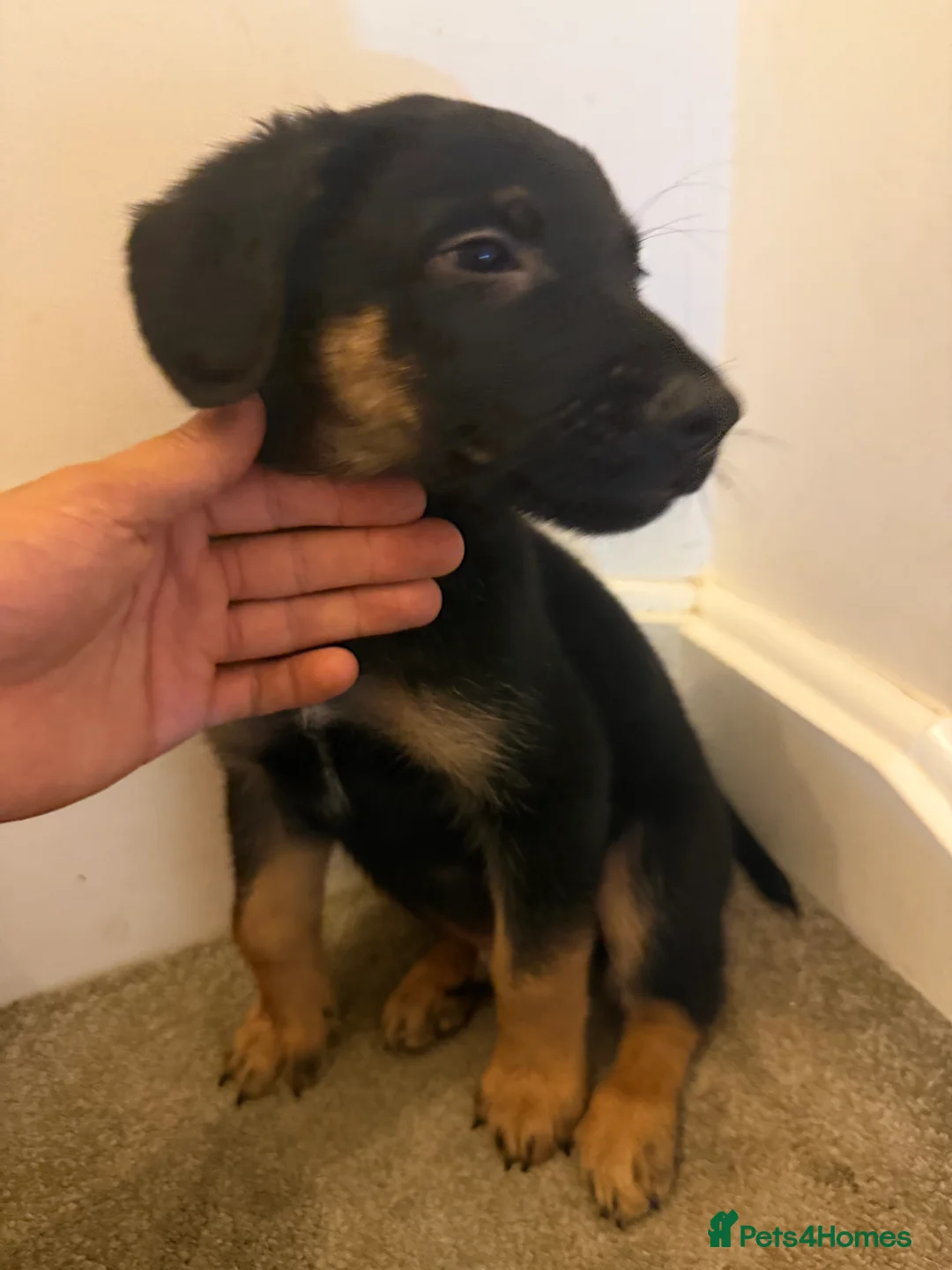 Mixed Breed dogs for sale: Puppies German Shepherd x Saluko x Dutch Harder - Advert 2