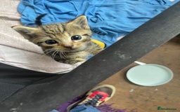 American Shorthair cats for sale: 2 Beautiful Tabby Kittens For sale - Image 1