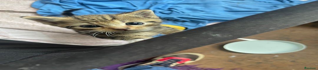 American Shorthair Kitten 1