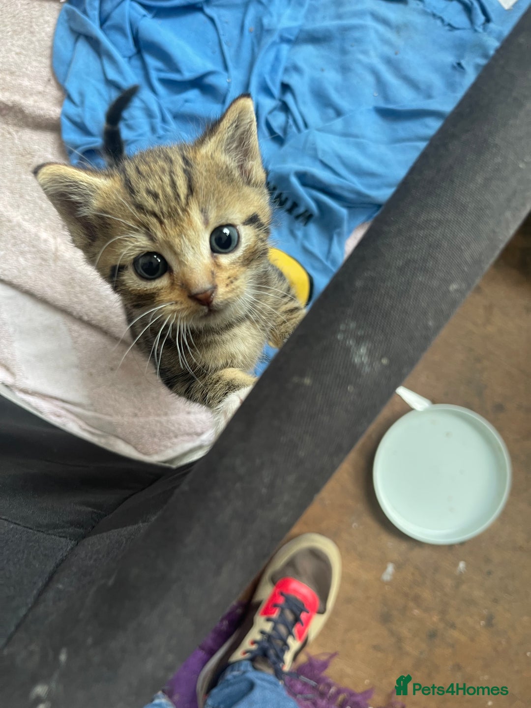 American Shorthair cats for sale: 2 Beautiful Tabby Kittens For sale - Image 1