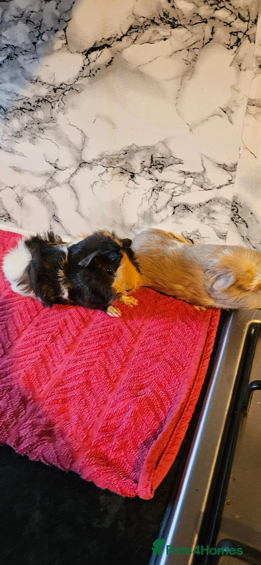 Guinea Pig rodents for sale: 2 Brothers  - Advert 2