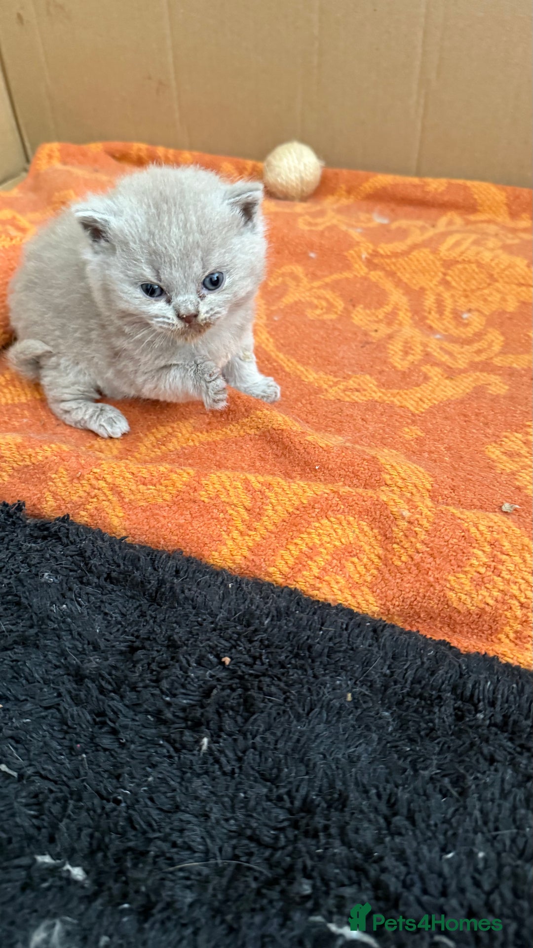 British Shorthair cats for sale: Liliac BSH two female  - Image 6