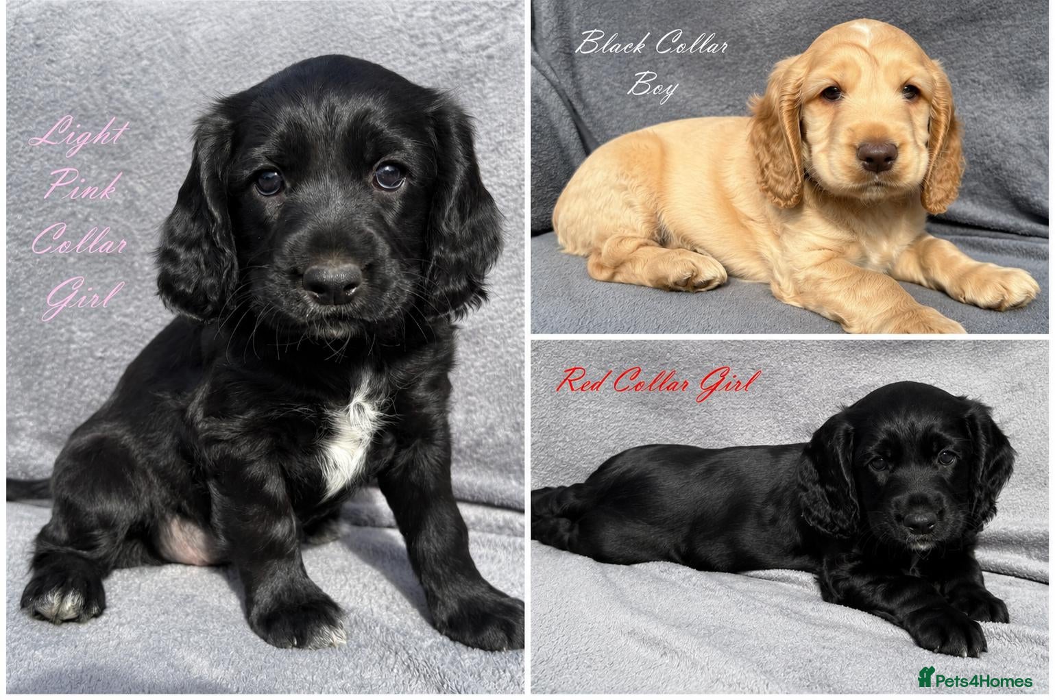 Cocker Spaniel dogs Gorgeous KC reg Cocker Spaniel pups (working type) - Advert 1