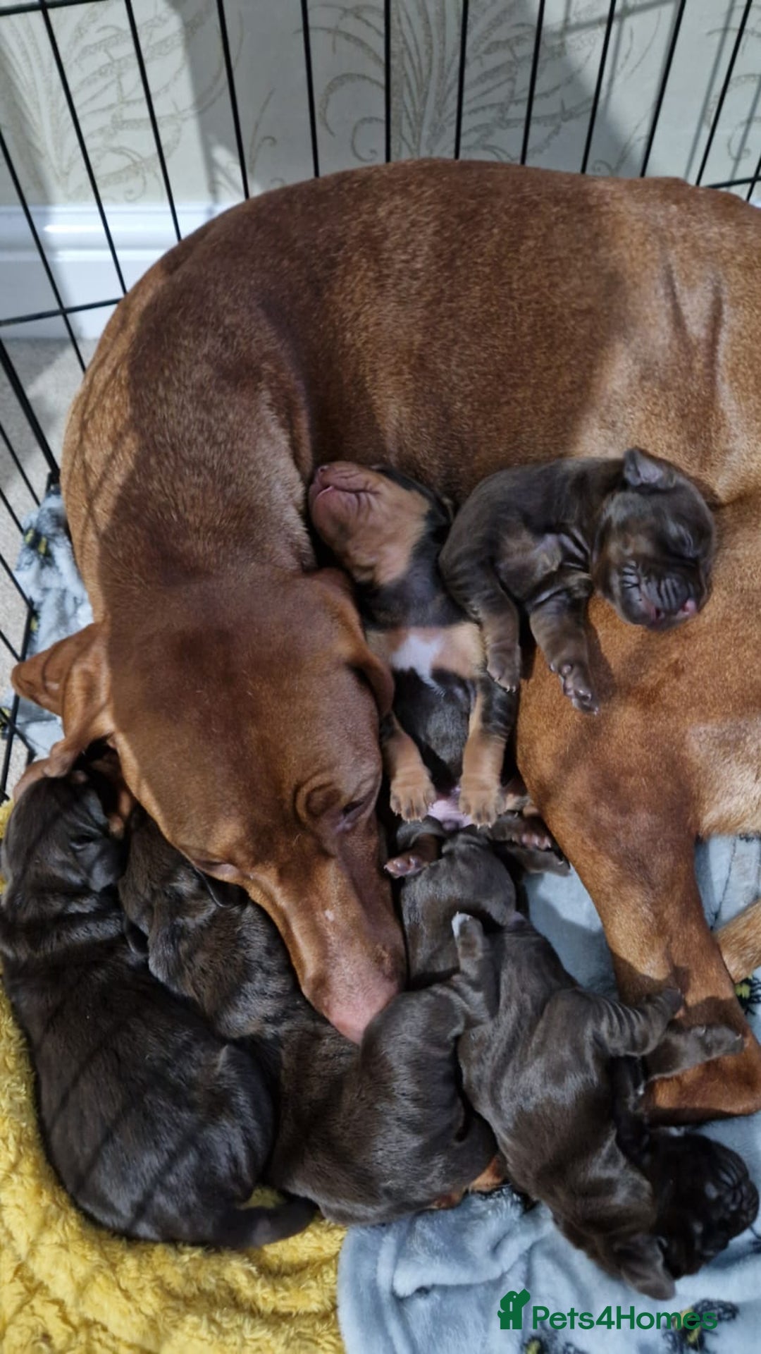 Mixed Breed dogs for sale: Working Cocker Spaniel X Hungarian Vizsla - Advert 10