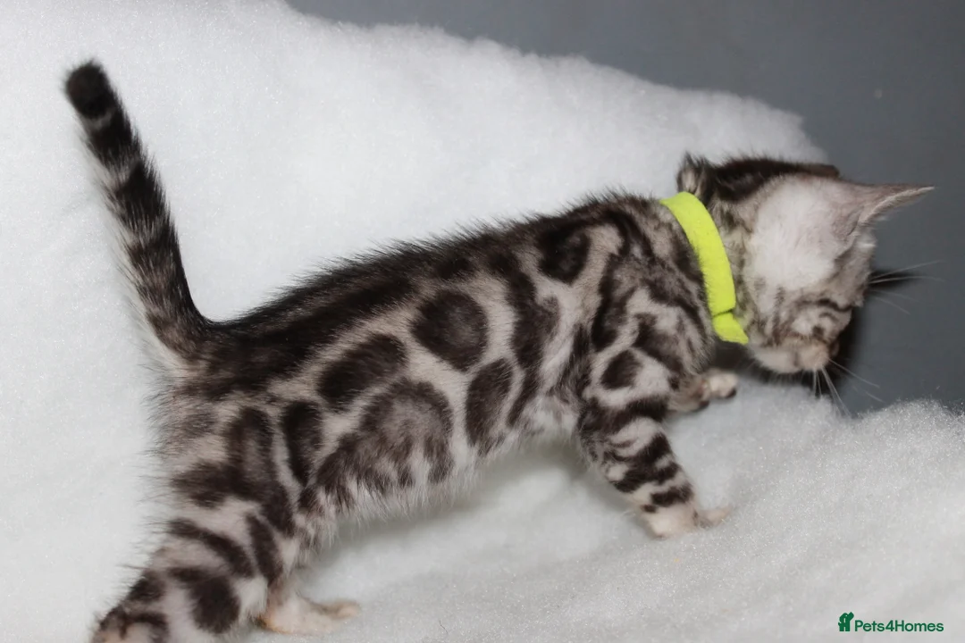 Bengal cats for sale: BEAUTIFUL BENGAL KITTENS FOR SALE- READY 03/04/26 - Advert 11